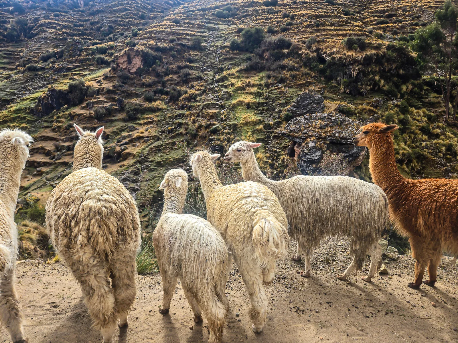 Along the drive llamas.Cuy3v6WU