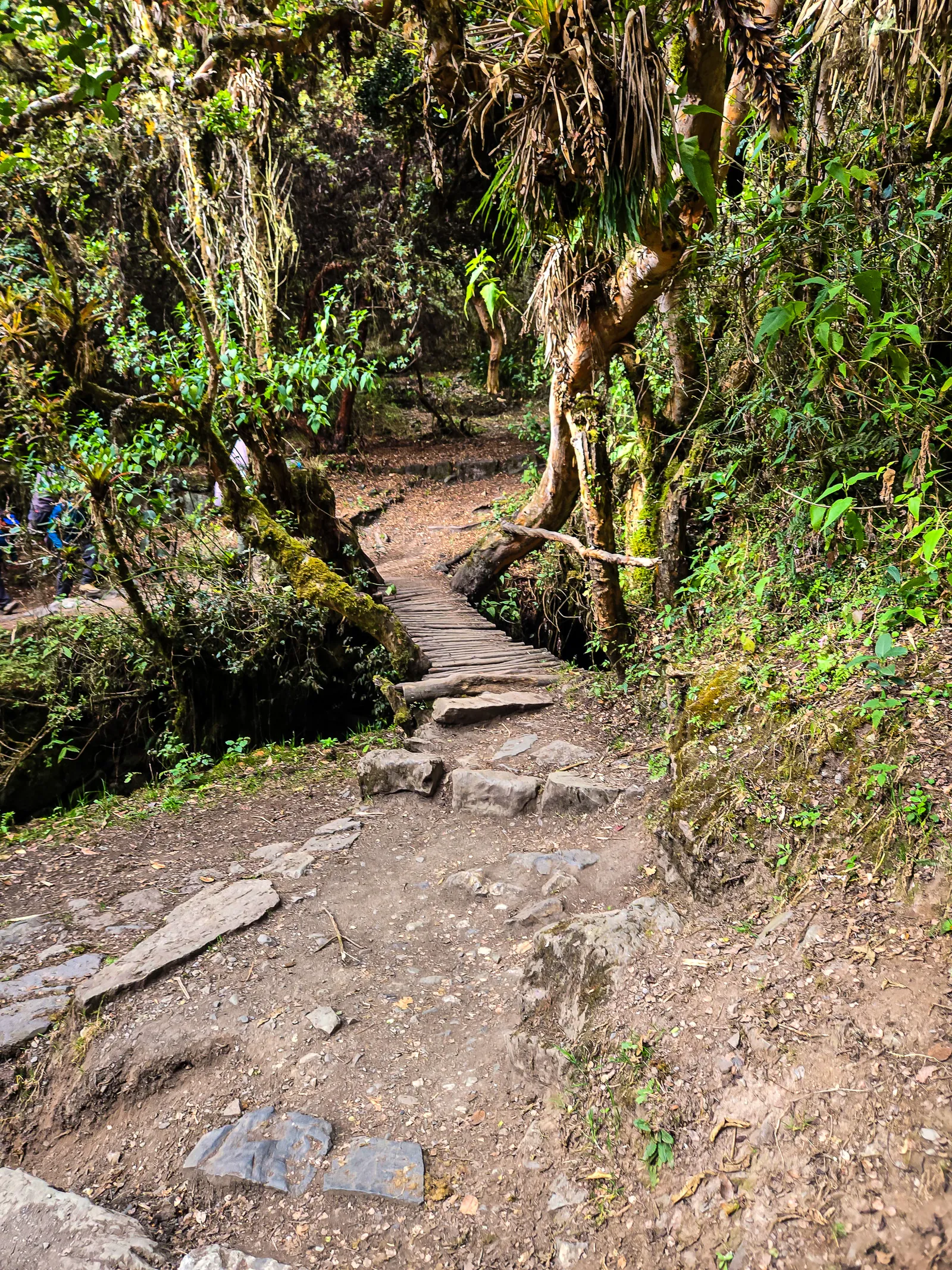 Andean woodland cusichaca river valley 1.DpSrlBgk
