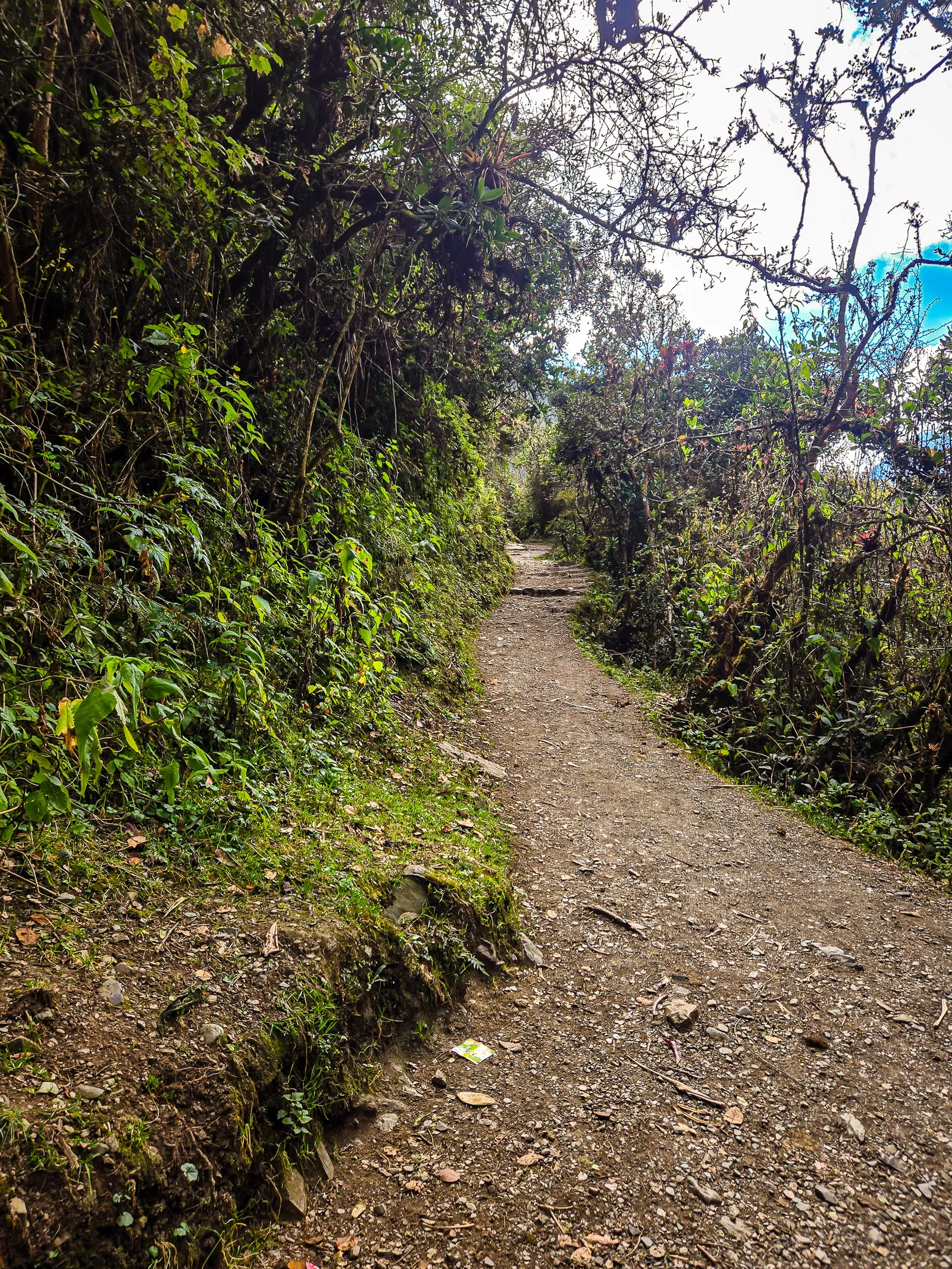 Andean woodland cusichaca river valley 2.BoKW8OEr