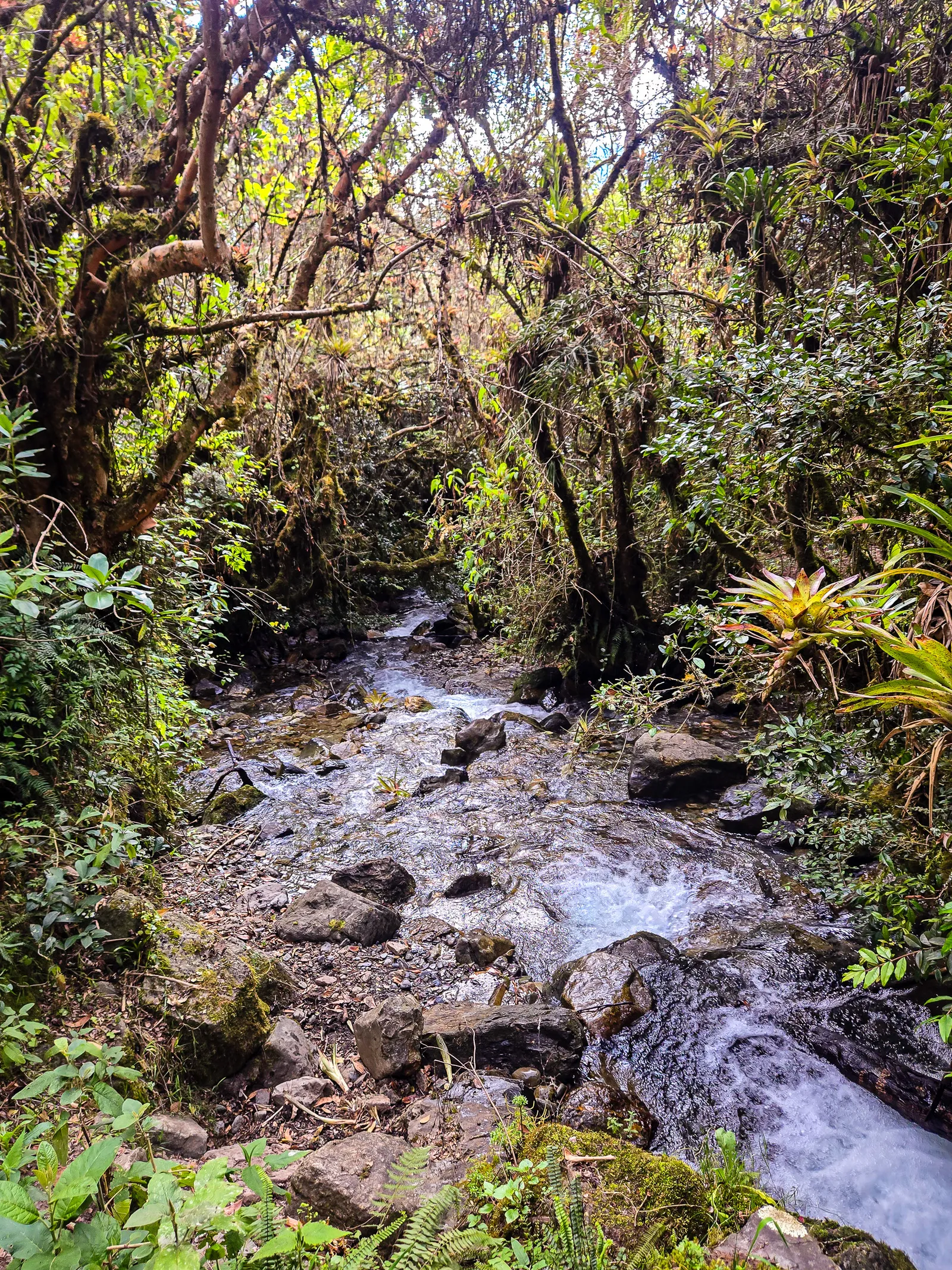 Andean woodland cusichaca river valley 3.VOqt5QB 