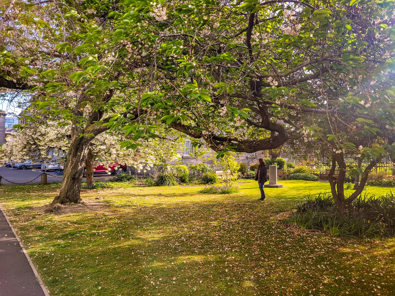 Angie trinity college trees.Dm5v3OB 