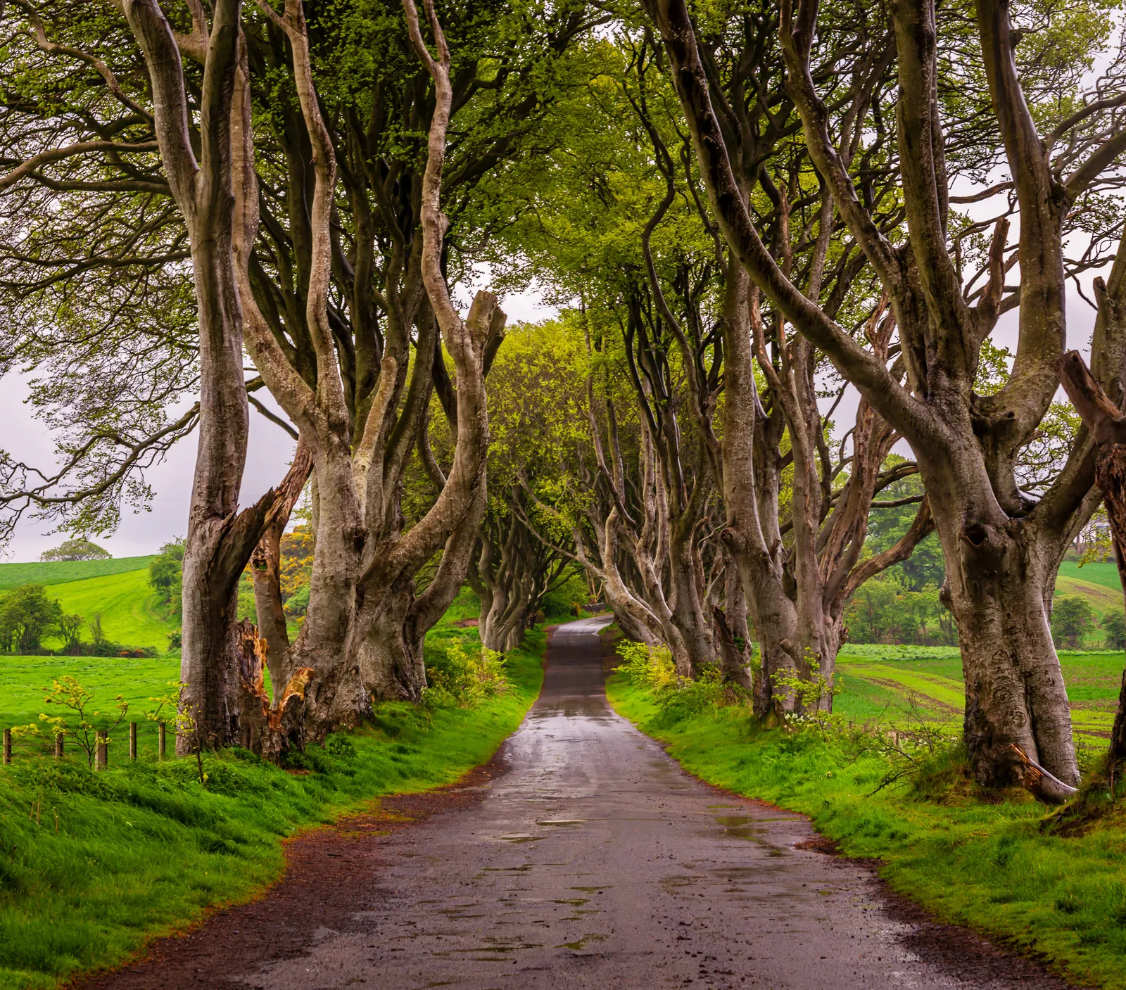 Dark hedges 1.Dl3Q1OOQ