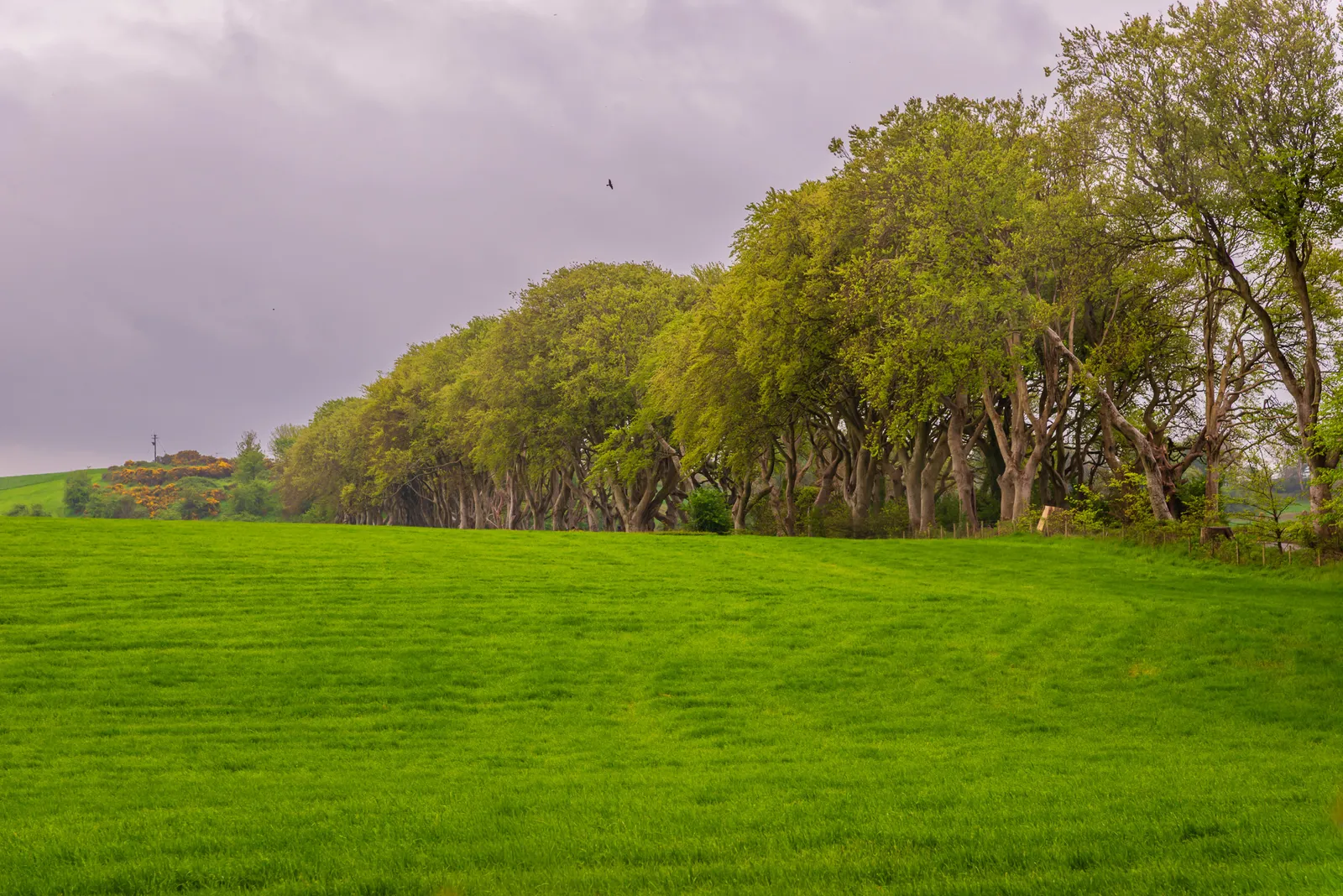 Dark hedges row.nWZmyLW9