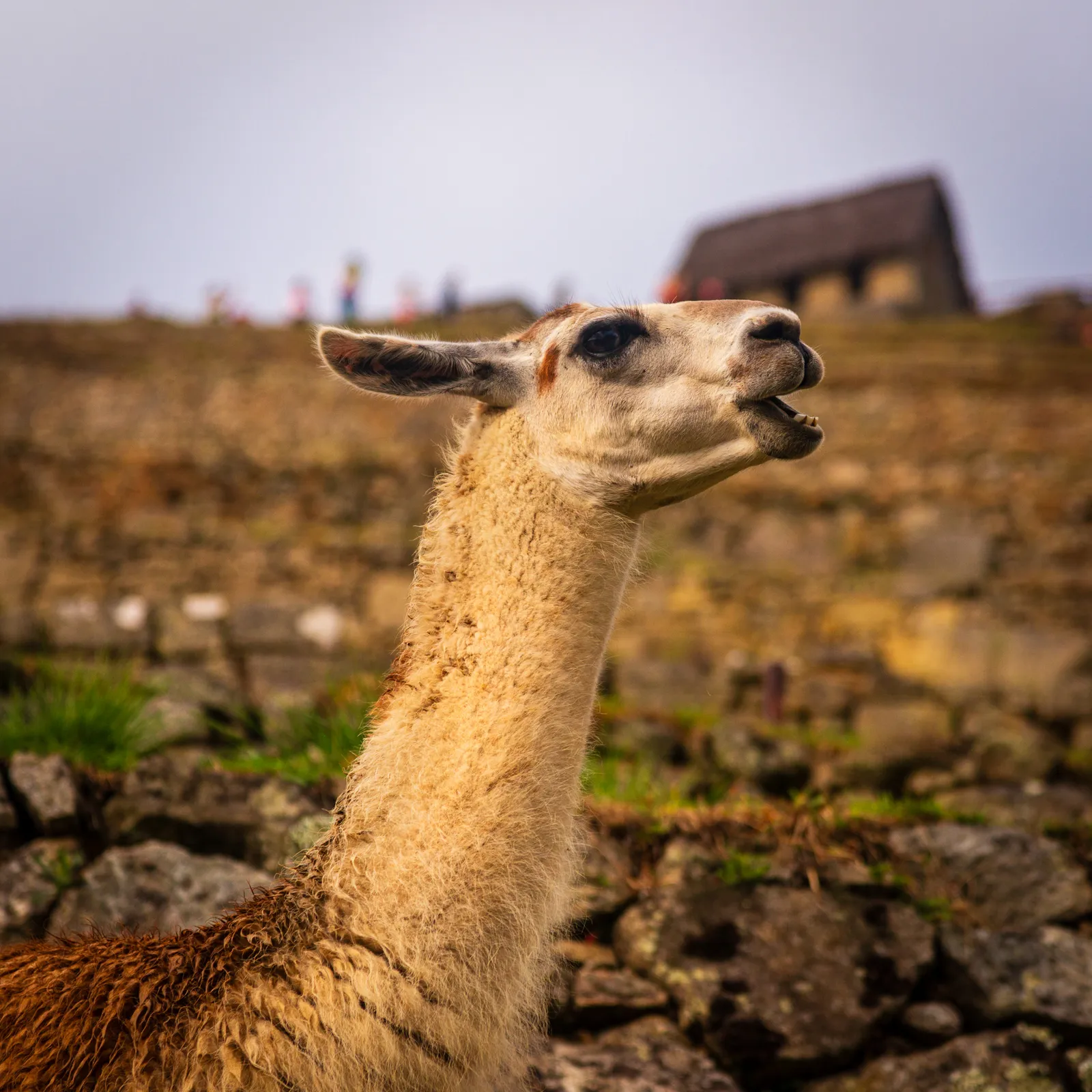Day 5 machu picchu 13.BZ S5Acm