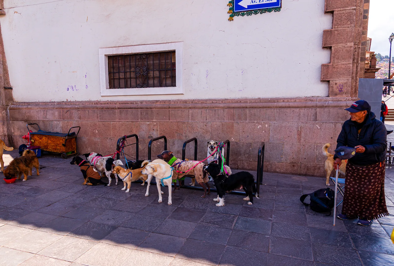 Exploring dogs care taker.DwE8fYoq