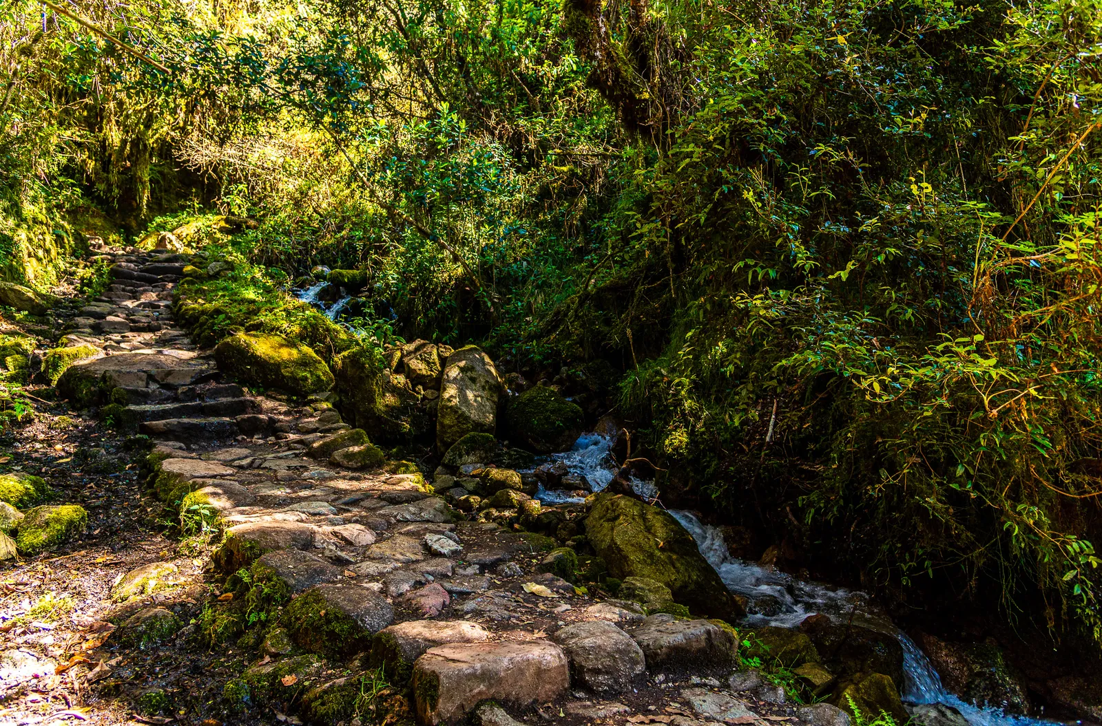 Inca trail stone path through cloud forest.C9 28rfG