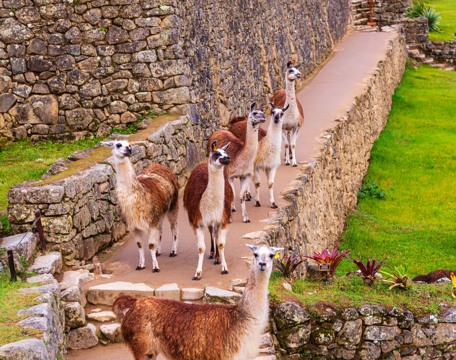 Llamas of machu picchu.DScssvXV