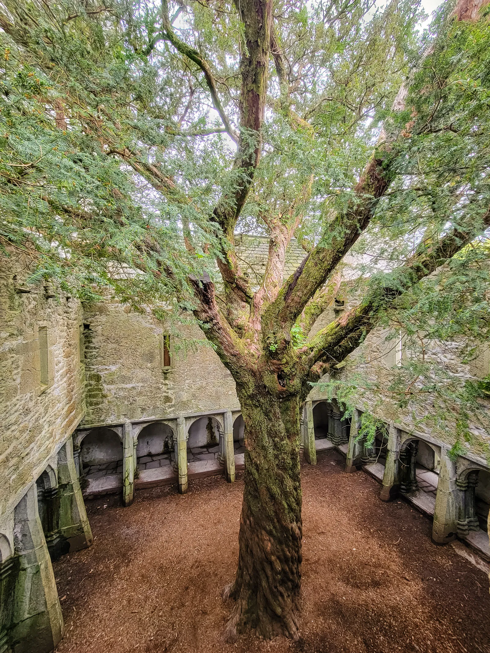 Muckross abbey 3.DPDjc 0Q