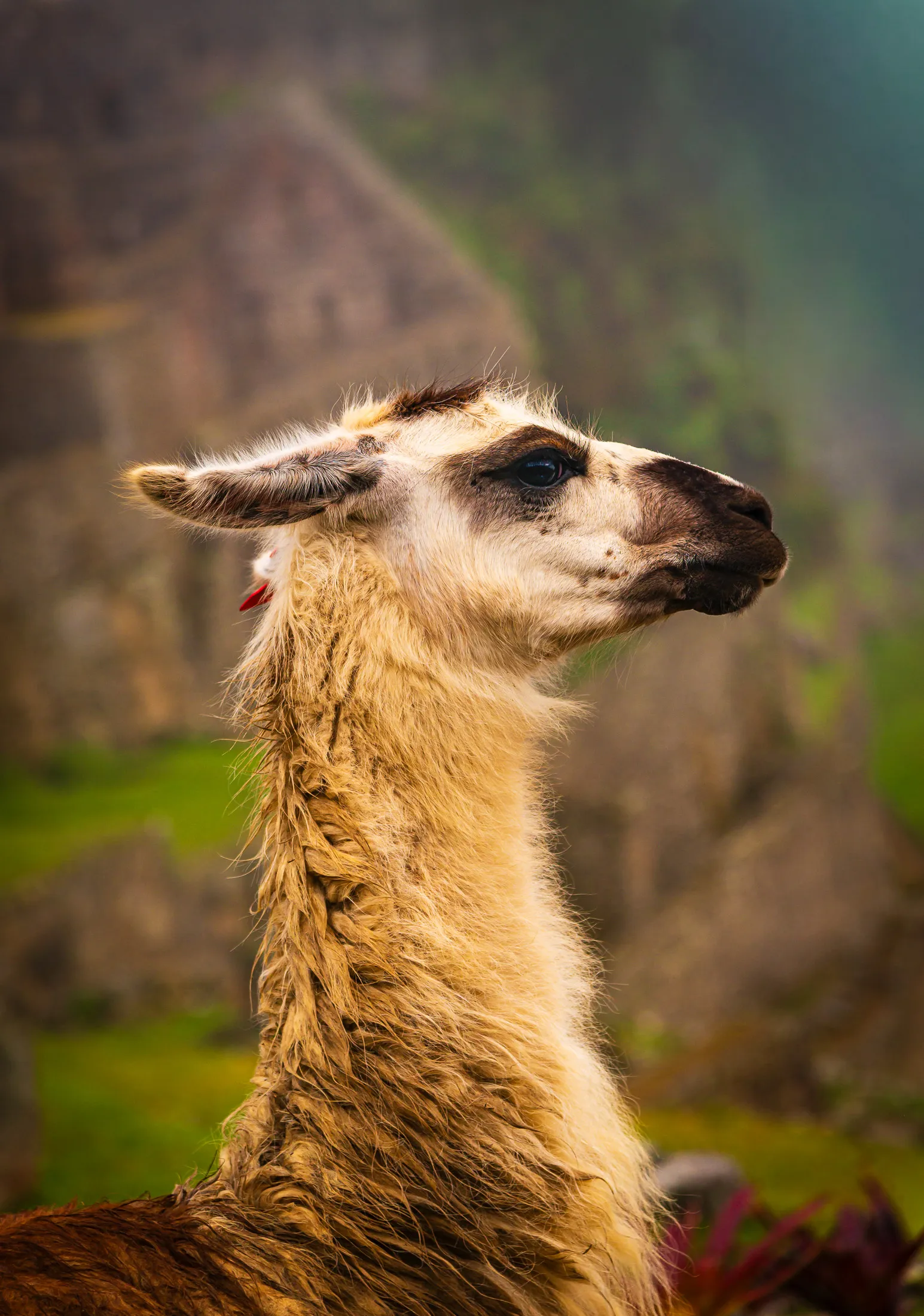 Proud llama machu picchu.C0KNMS73