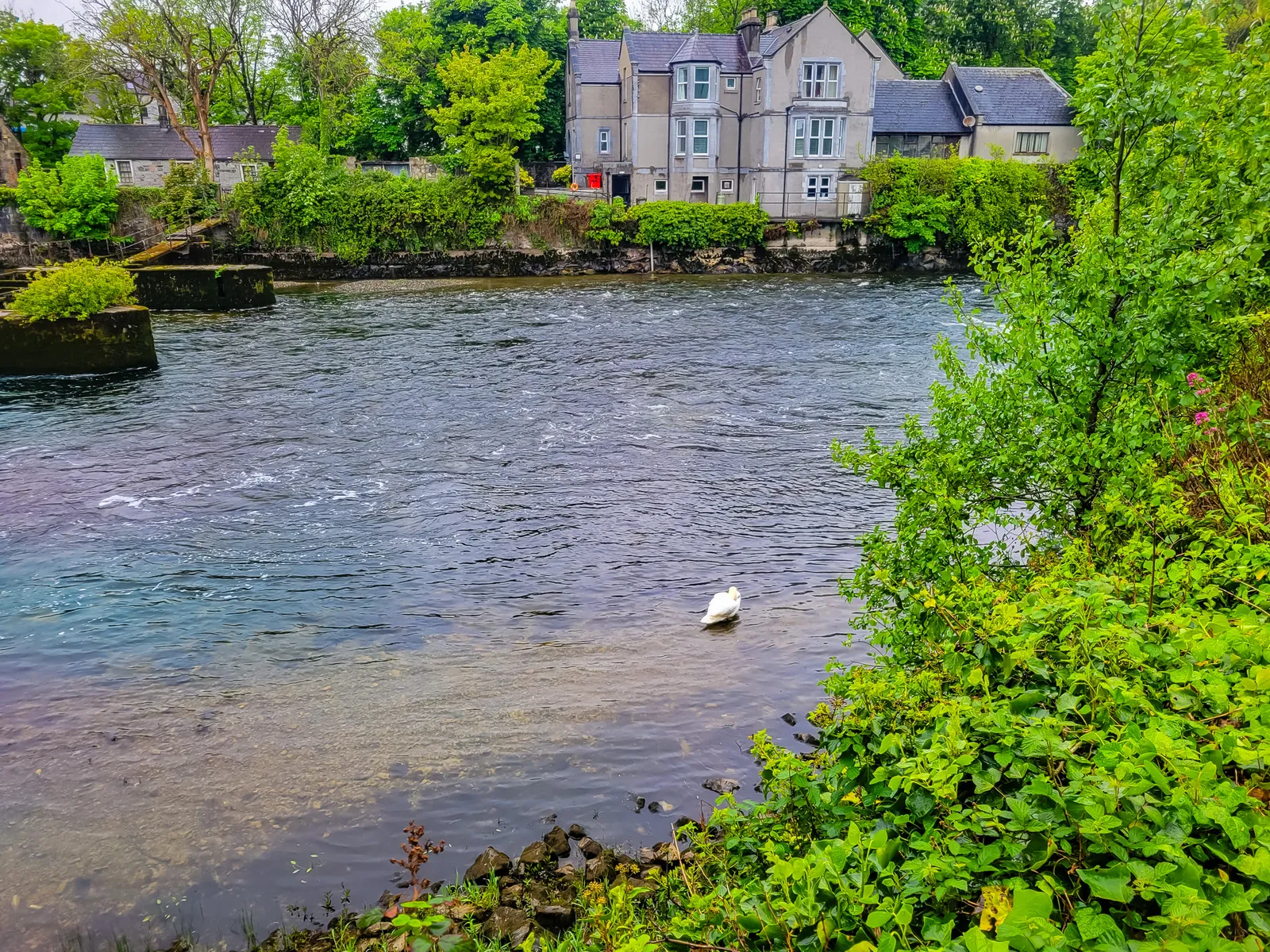 River corrib animal 1.DeCJJZCC