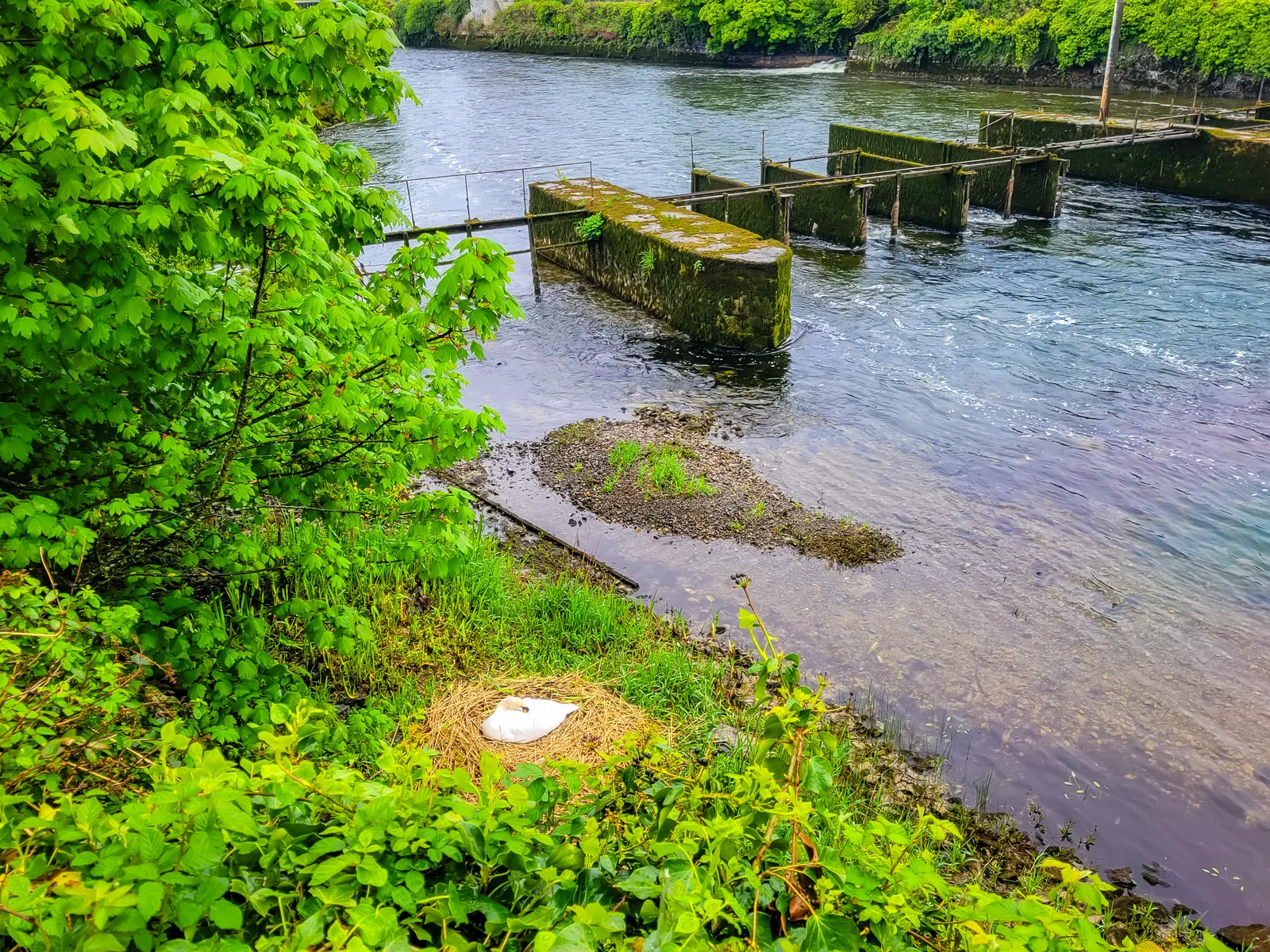 River corrib animal 2.Dgu82oSe