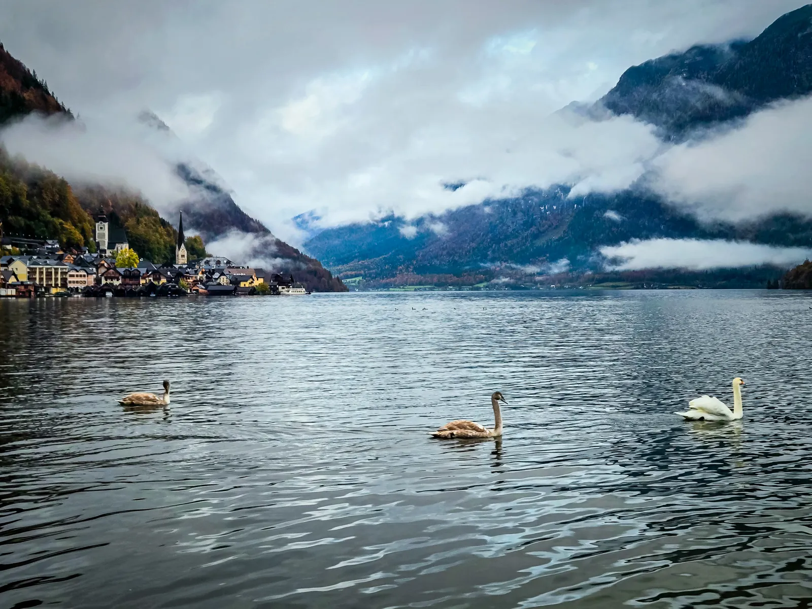 Waldbachsäge lake view swans.DwAn 61A