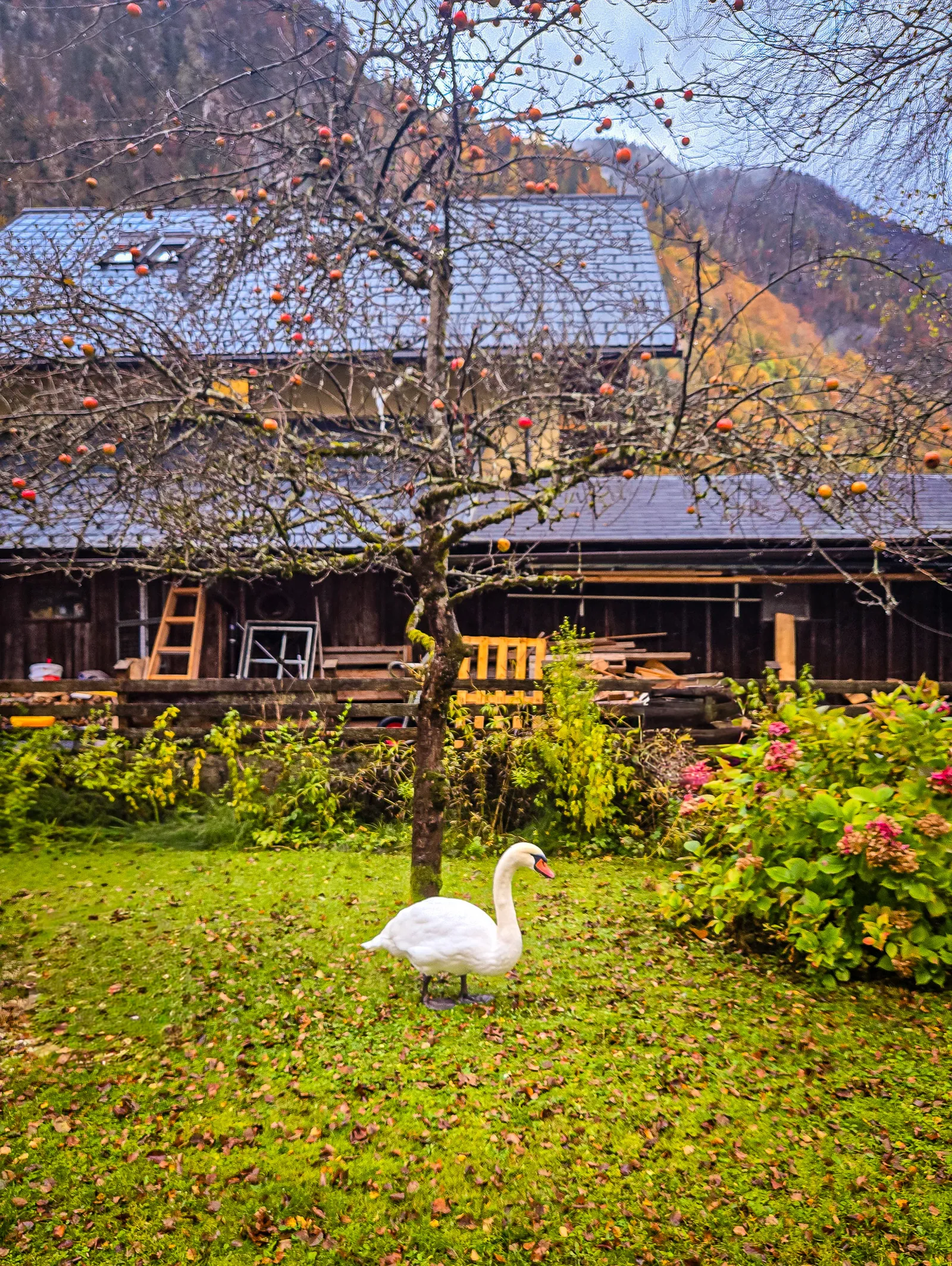 Waldbachsäge swan foraging.Dtm0Jz5T