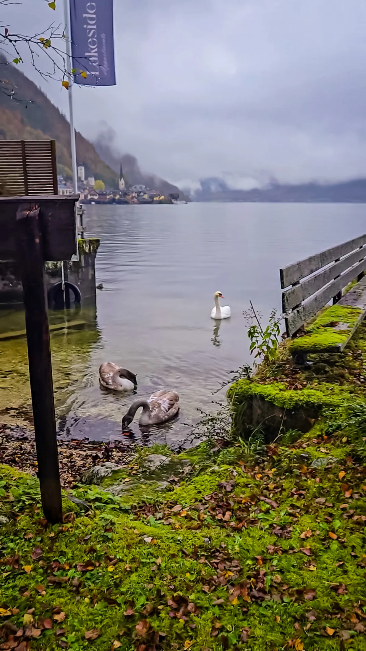 Waldbachsäge swans lake.B7M04Iw1